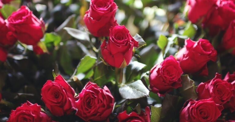 Root Boosters- How To Create Volume In Your Hair