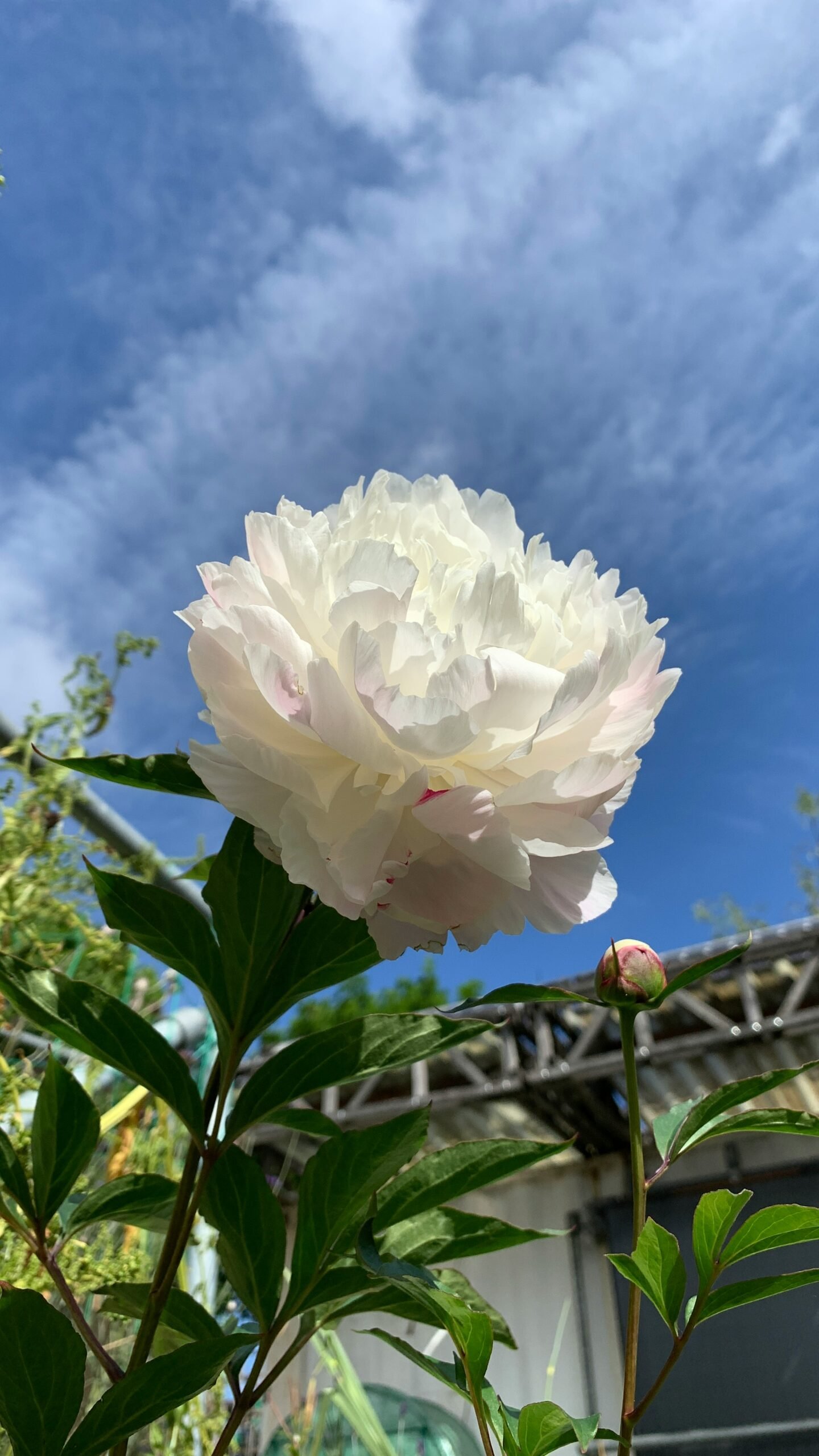 a white flower on a plant